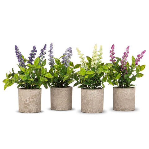 Spiky Flowering Plant Pot - 4 Assorted Colours