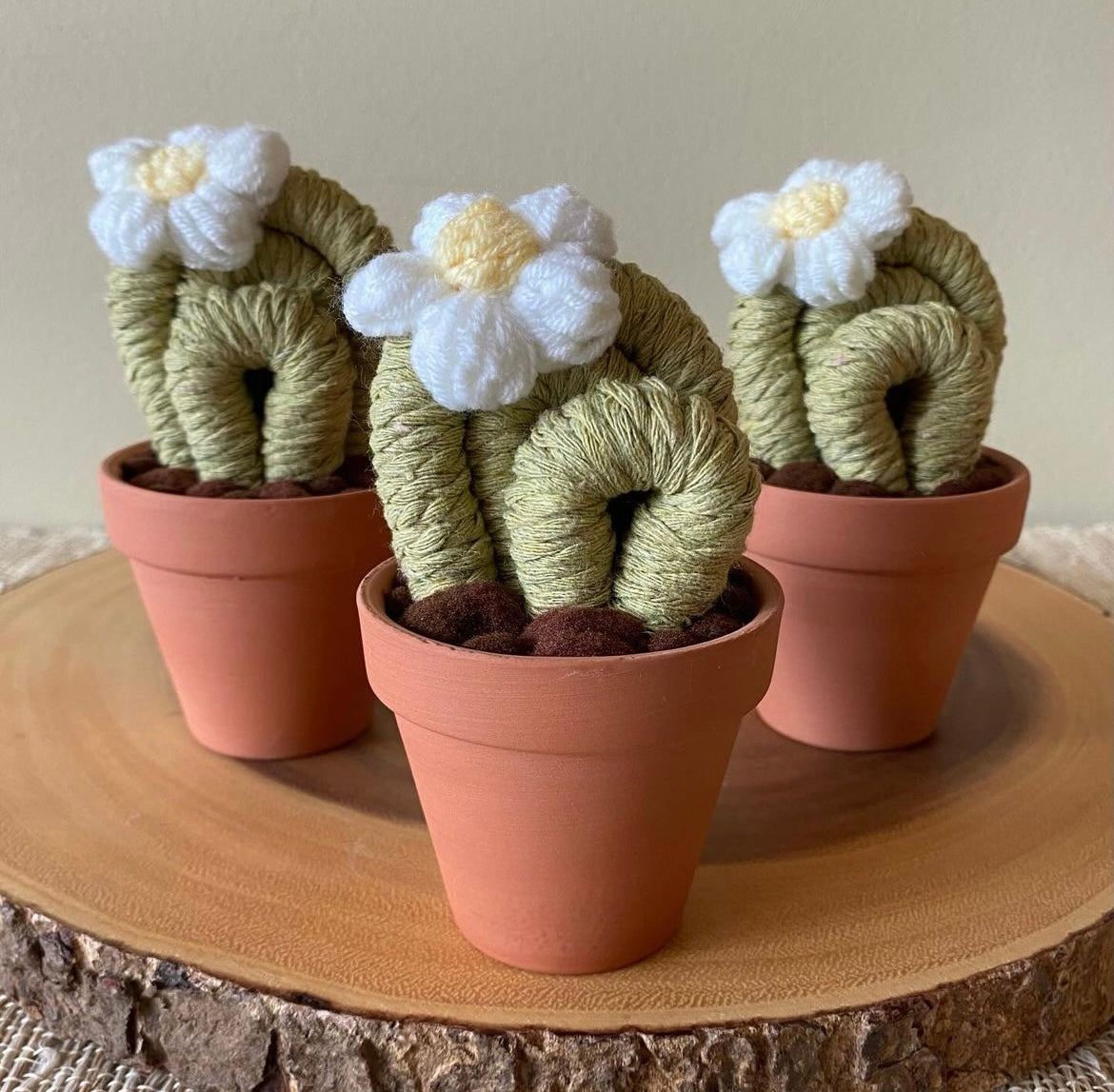 Felted Small Round Cactus - Assorted Colours