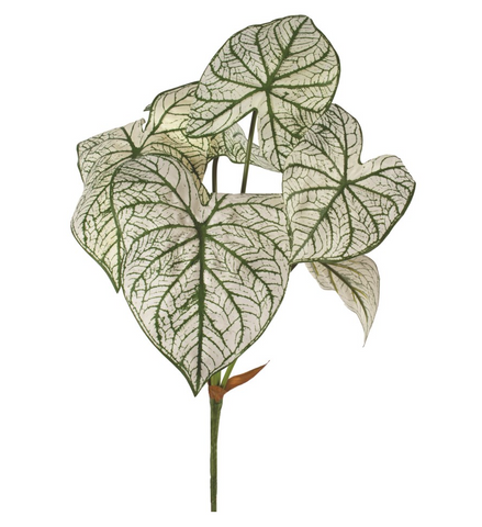 White Caladium Leaf Pick