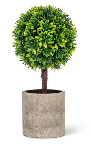 Boxwood Topiary in Pot